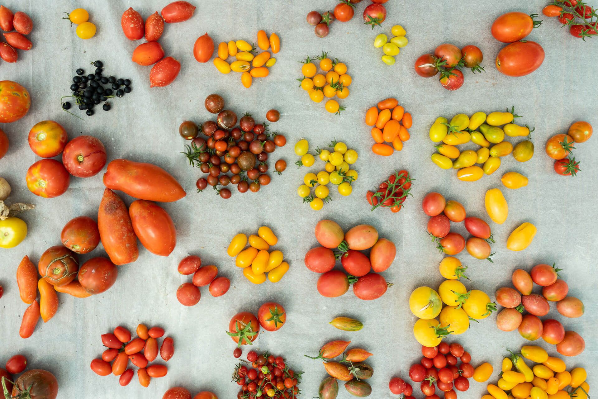 Borgo Santo Pietro Saporium Soil to Plate