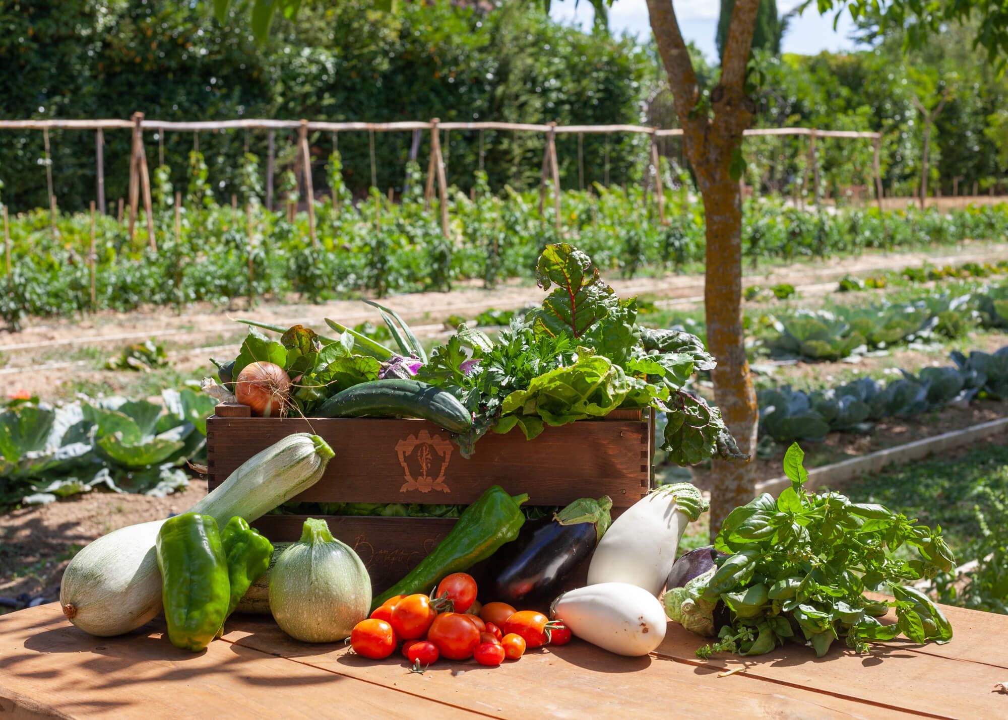 Borgo Santo Pietro Farm