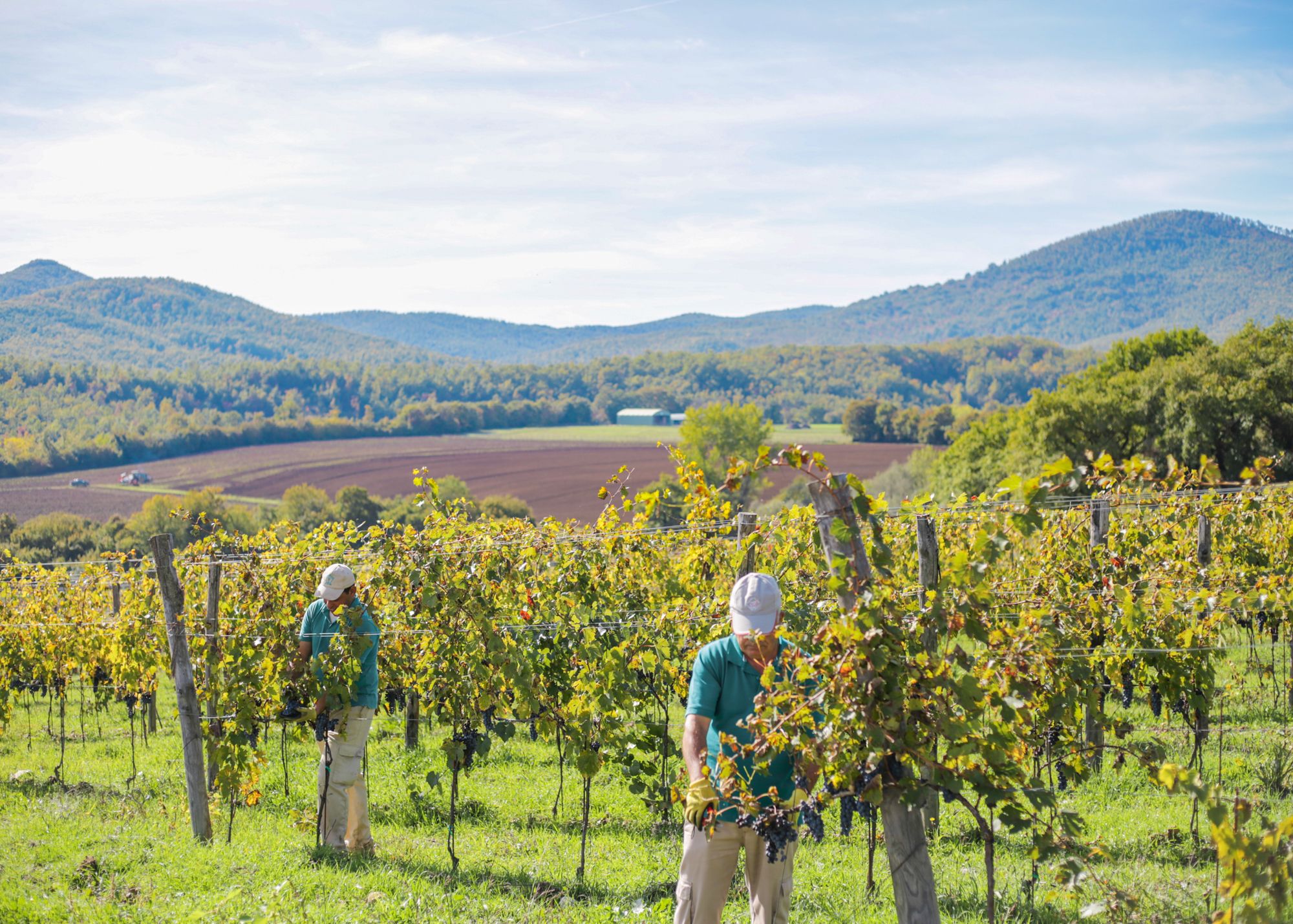 Borgo Santo Pietro Farm