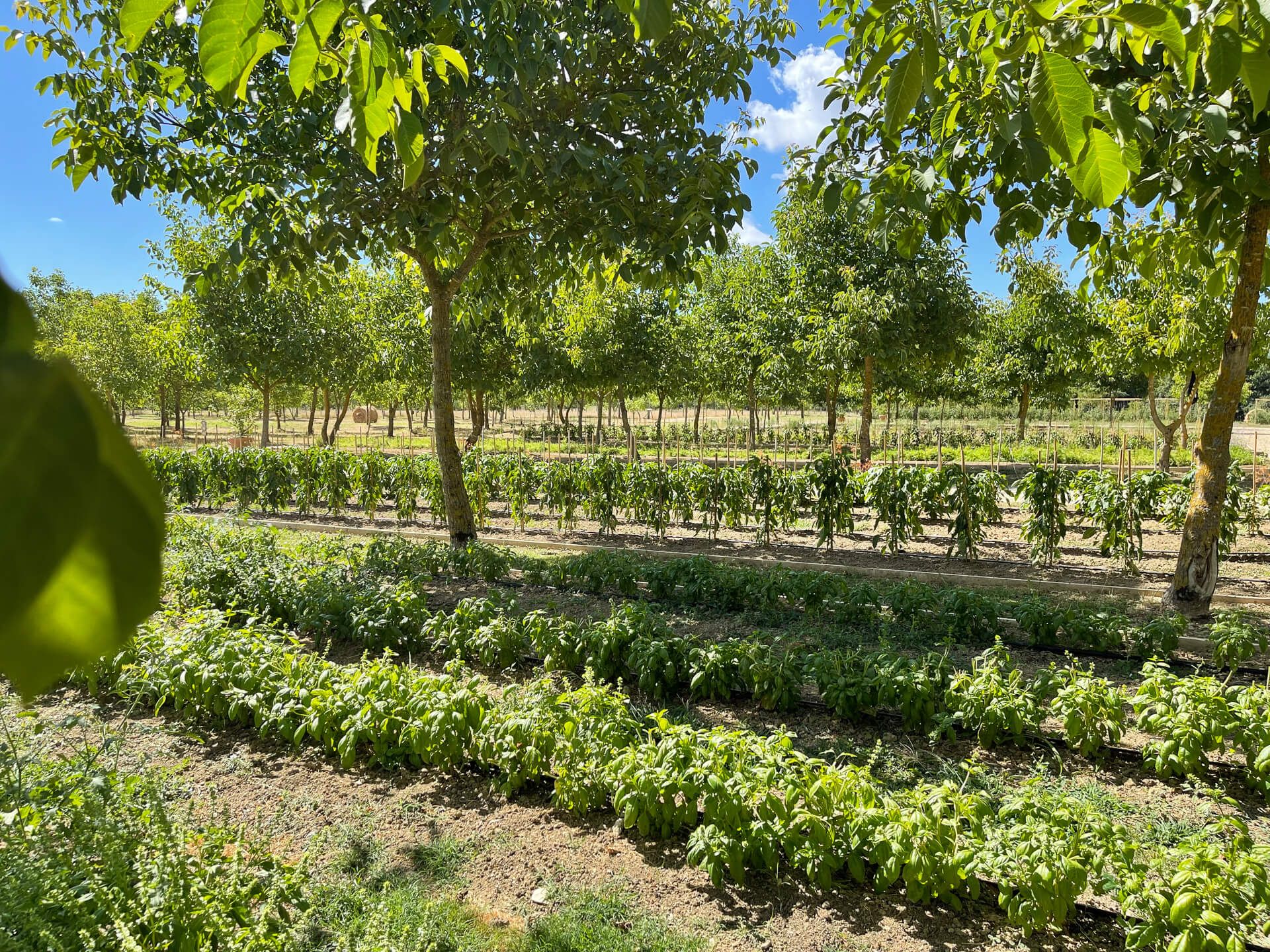 Borgo Santo Pietro Saporium Soil to Plate