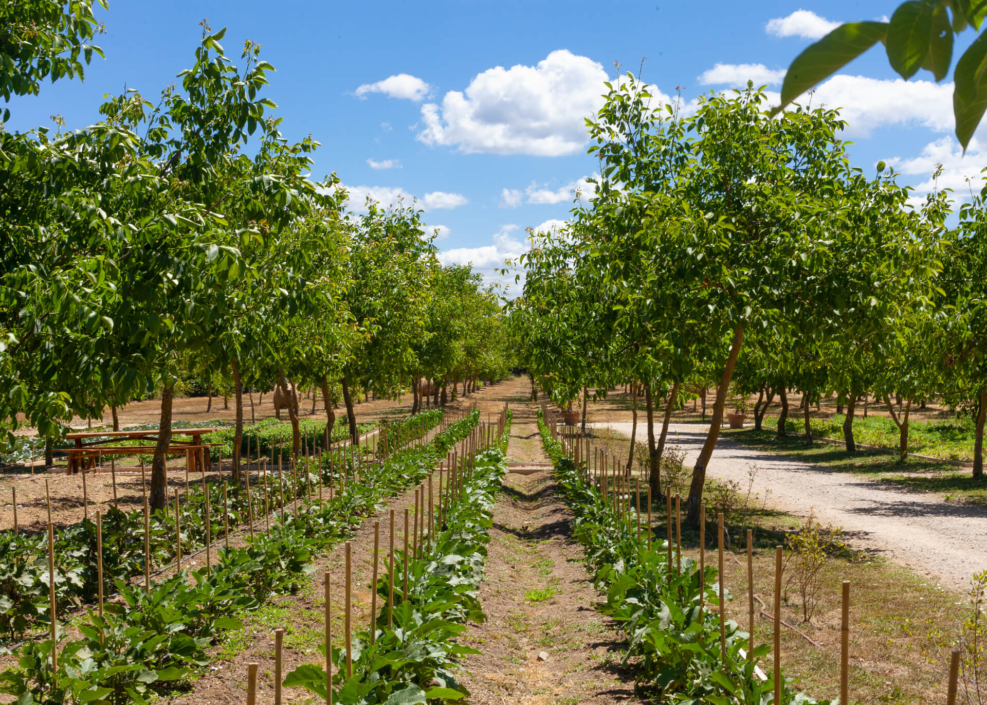 Borgo Santo Pietro Saporium Our Farm